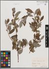 Foto von Salix daphnoides Vill.